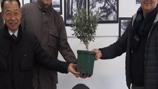 Dodici magnifici assaggi di olio di olivastra con gli amici giapponesi