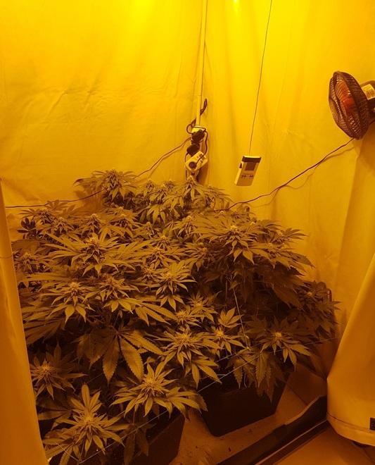Allestisce in casa una serra per coltivare droga, denunciato 