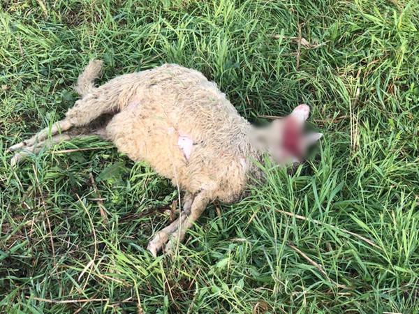 Una delle pecore uccise nell'allevamento di Latignano di Cascina