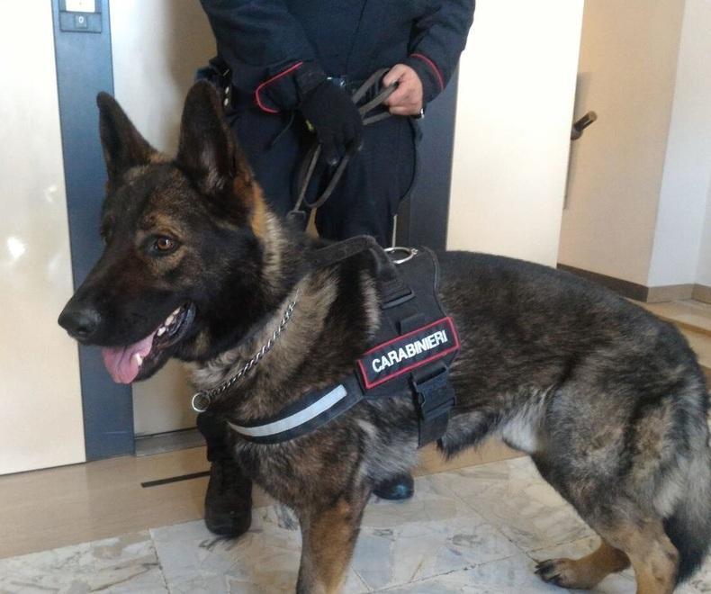 Lion fiuta e fa trovare dieci chili di cocaina: scattano tre arresti 