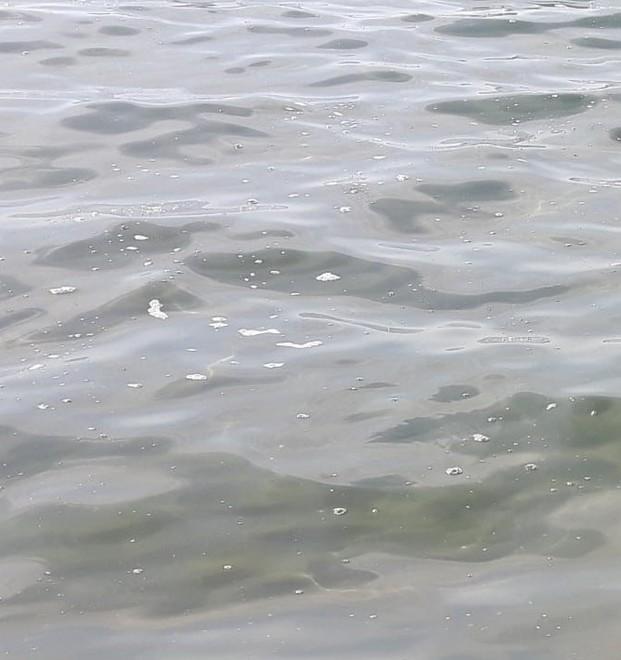 Schiuma ad Ansedonia La capitaneria rassicura «È solo muco di mare»