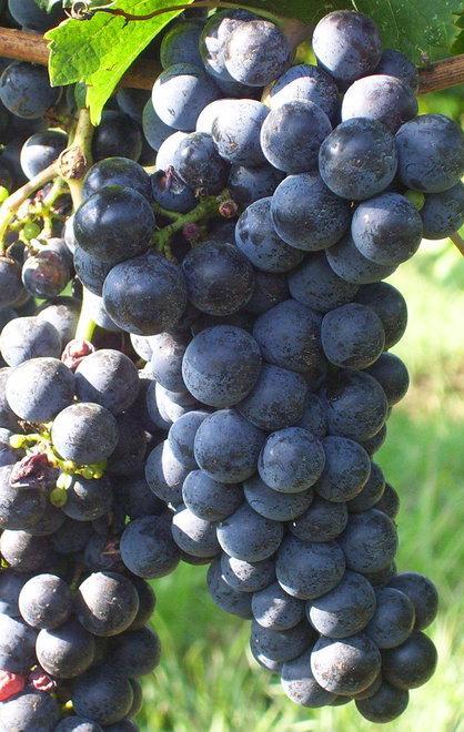 I profumi dell’uva e quelli del vino