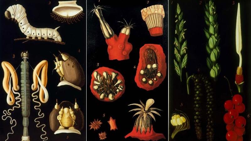 Tre delle 60 straordinarie “tele cerate” della Specola realizzate fra il 1870 e il 1876 dal ceroplasta Egisto Tortori e adesso esposte alla Fondazione scienza e tecnica di Firenze