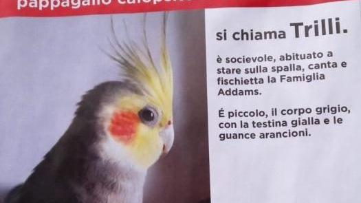 Il manifestino attaccato sui muri per rintracciare il pappagallino Trilli