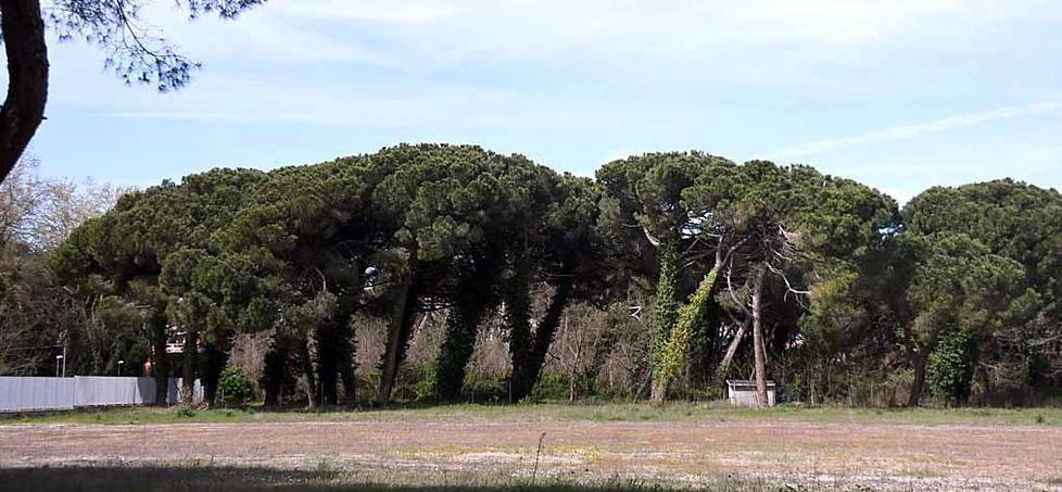 «Aeroporto, oltre 150 alberi da abbattere»: rischio di uno scempio ambientale al Cinquale 