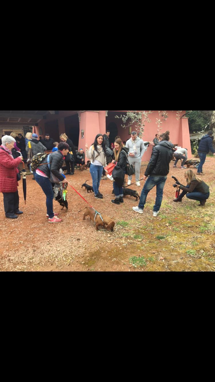 Un momento del raduni di bassotti a Casciana Terme
