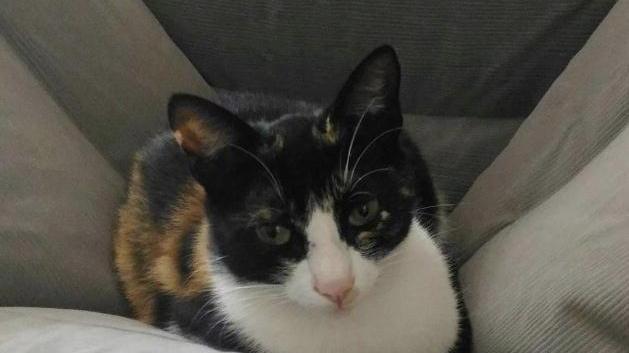 «Con il veleno per topi hanno ucciso la mia gatta Nerina»