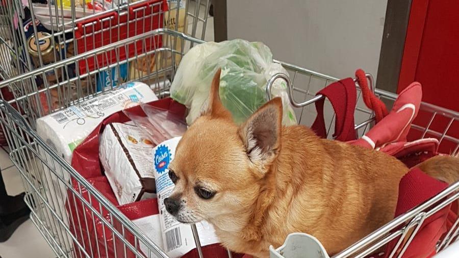 Il cane Lapo nel carrello della spesa