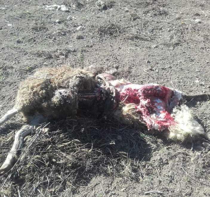 Lupo attacca e sbrana pecora altre abortiscono per la paura 