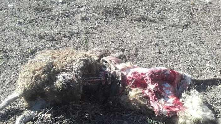 Lupo attacca e sbrana pecora altre abortiscono per la paura