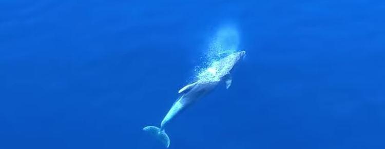 Un magnifico delfino immortalato da un drone