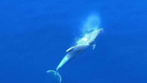 Un magnifico delfino immortalato da un drone