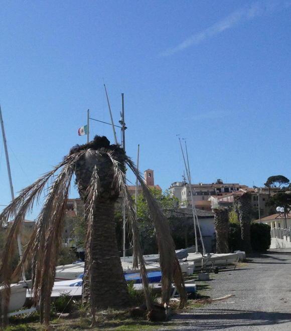 Palma secca e abbandonata