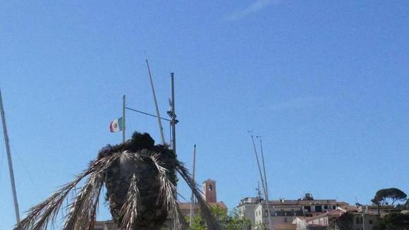 Palma secca e abbandonata