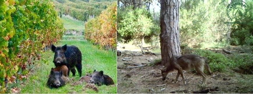 La tutela del lupo vieta la caccia al cinghiale 