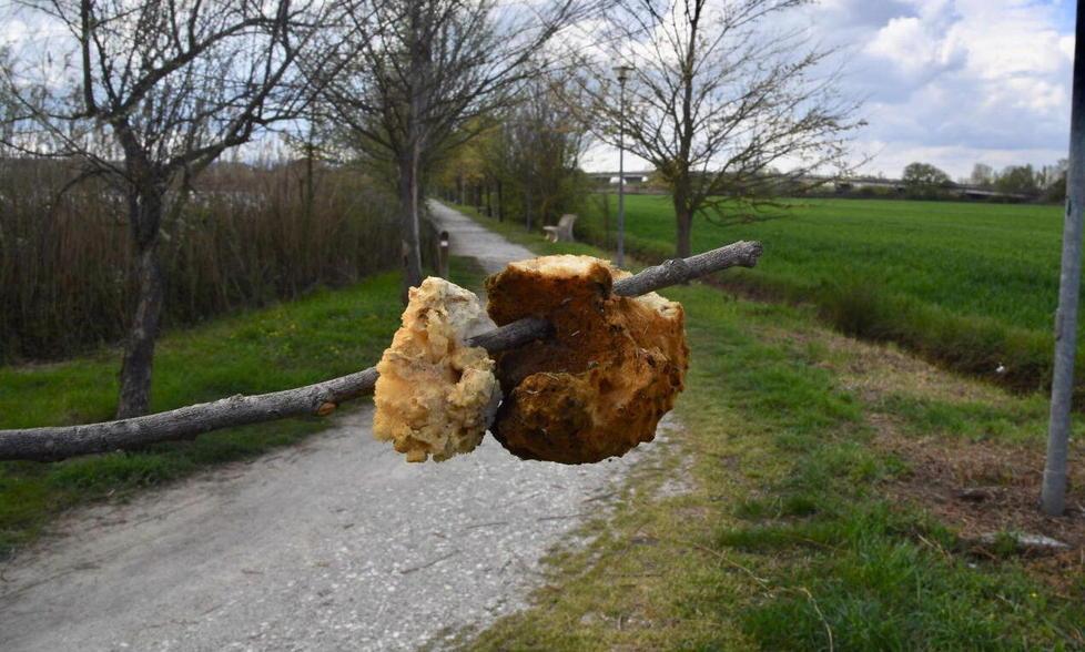 Le spugne fritte rinvenute ieri mattina lungo il percorso pedonale sul lago Braccini
