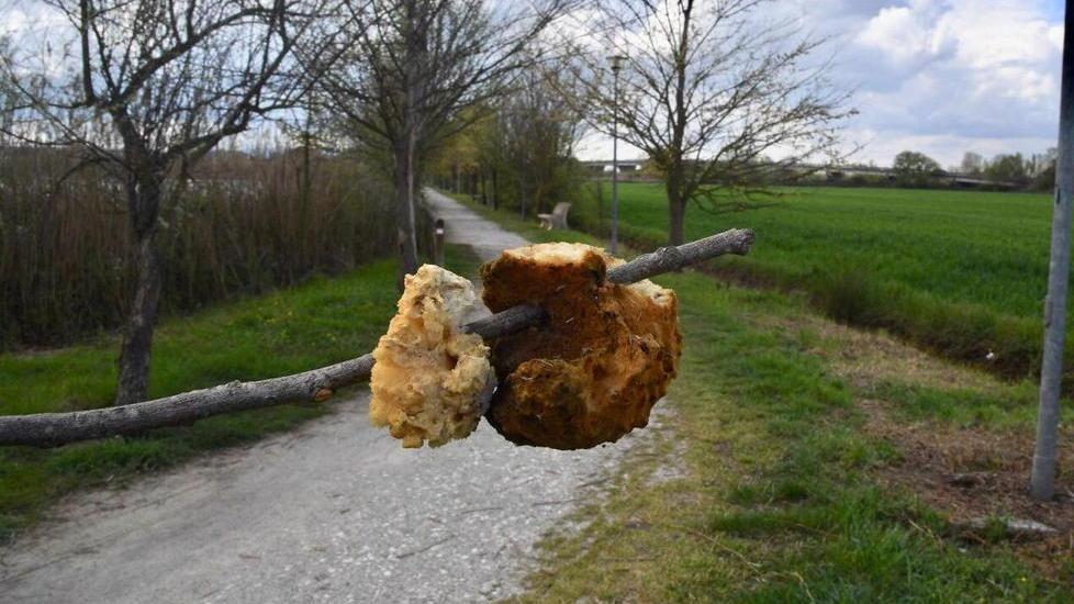 Le spugne fritte rinvenute ieri mattina lungo il percorso pedonale sul lago Braccini