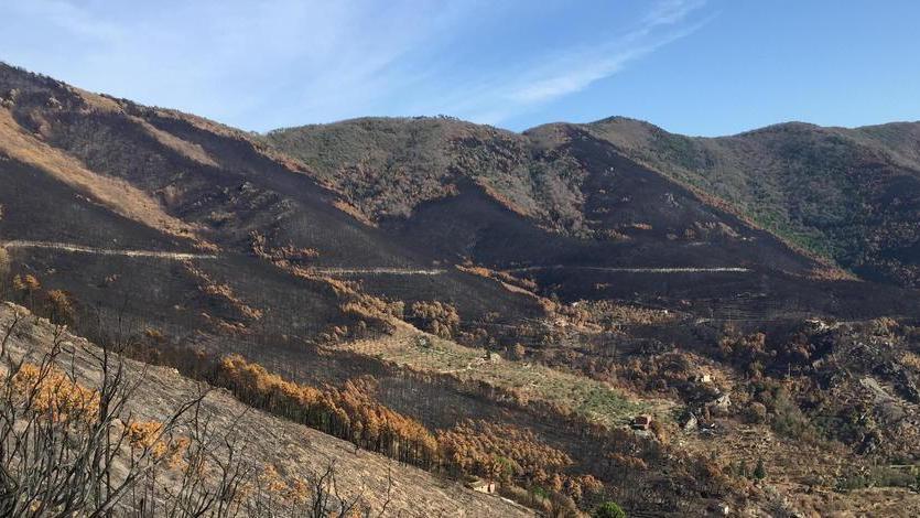 Alberi in adozione per far vivere il Monte Pisano