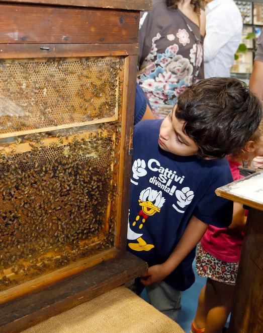 Torna “EntoModena” il meeting internazionale sul mondo degli insetti 