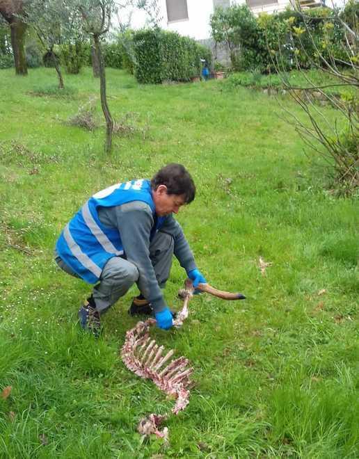 Branco di lupi sbrana un daino nel giardino di una villetta 