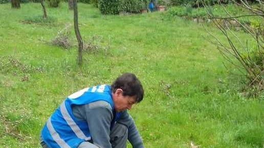 Branco di lupi sbrana un daino nel giardino di una villetta