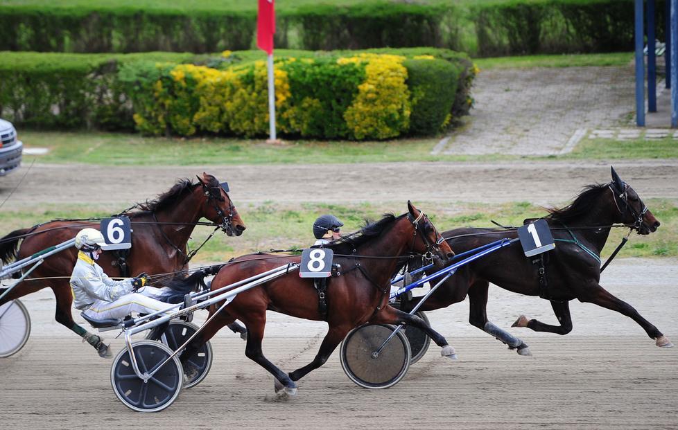 Seconda riunione al Ghirlandina: Achille Jet da battere nel Premio Puglia 