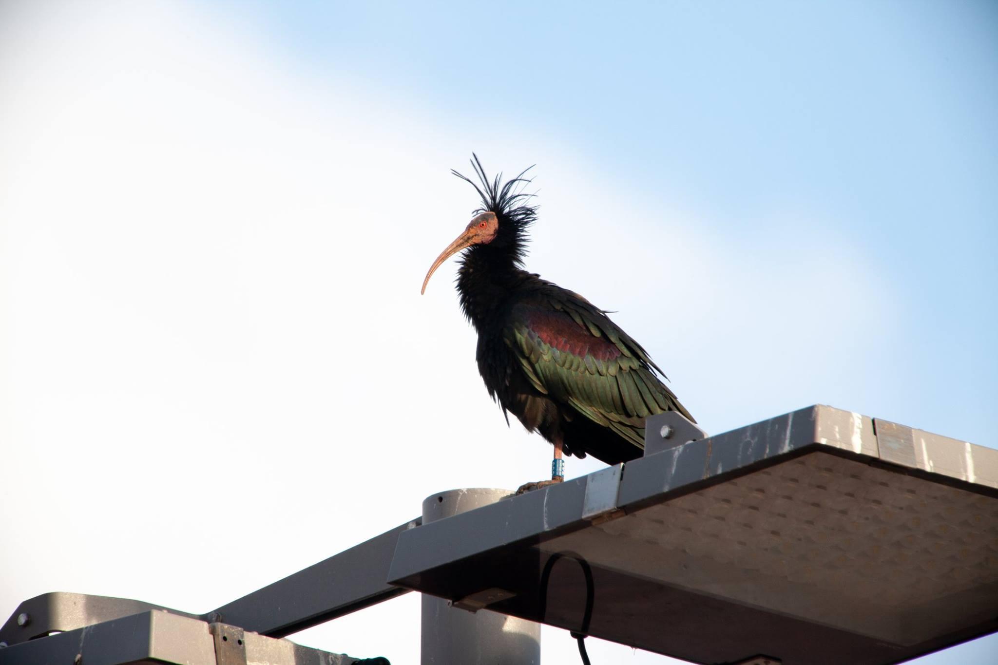E l’ibis eremita da Orbetello sta migrando in Baviera 