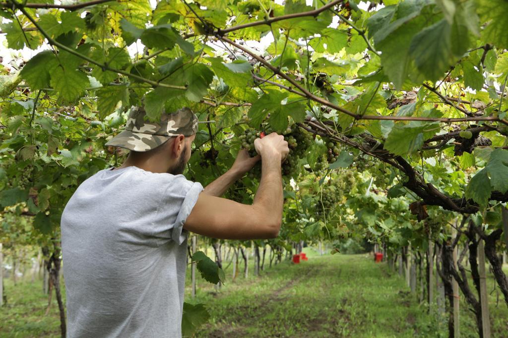 Clandestini messi a lavorare in nero, due agricoltori nei guai
