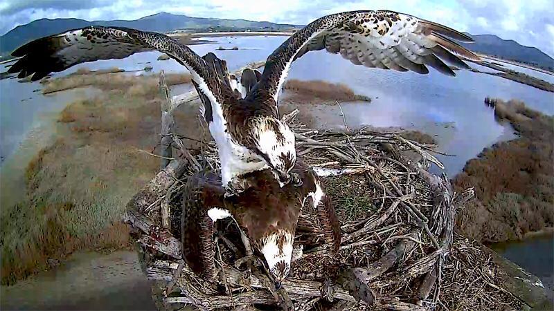 In Italia riappare il falco pescatore, nidifica in Maremma e poi vola in Africa