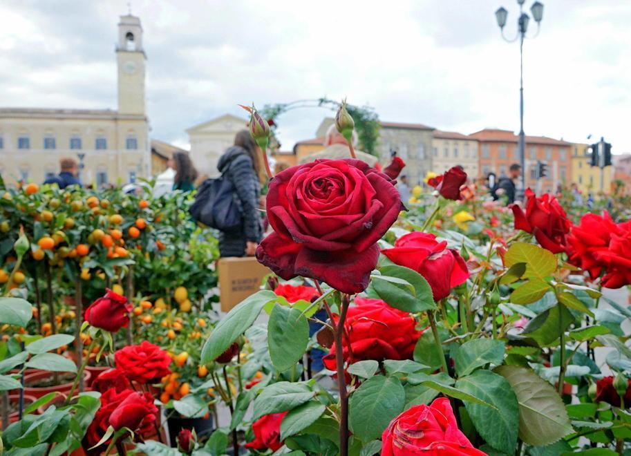 Fior di città, nelle strade di Pisa è sbocciata la primavera 