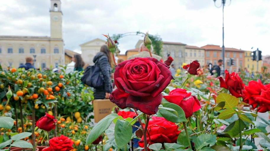 Fior di città, nelle strade di Pisa è sbocciata la primavera