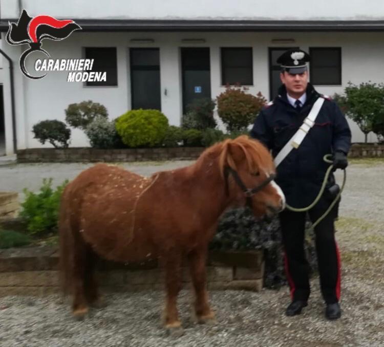 Cavezzo, carabinieri mettono in salvo pony fuggito da un allevamento