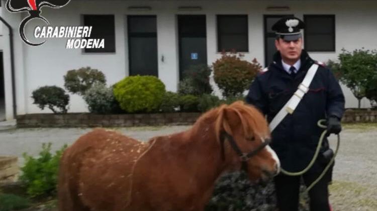 Cavezzo, carabinieri mettono in salvo pony fuggito da un allevamento