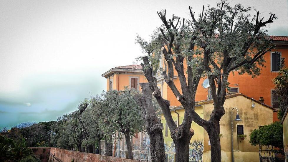 Otto lecci storici delle Mura sono a rischio abbattimento