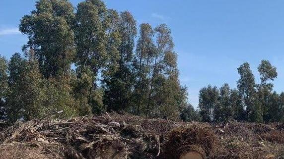 «Discarica di potature in fondo a via Sanzio C’è il rischio di incendi»