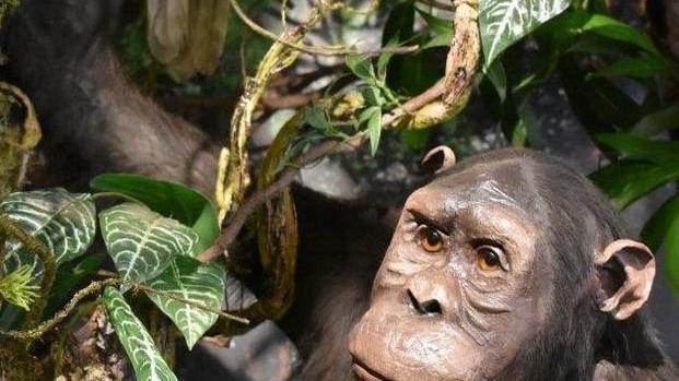 Dall’Africa all’India per conoscere i primati e parlare di biodiversità