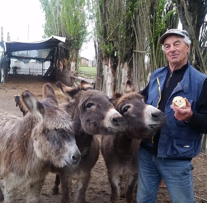 Stella, Bruna e Luna soffrono il freddo «Serve una stalla per le mie somarelle»