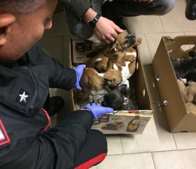 Traffico illegale di cuccioli di cane di razza: 14 indagati 