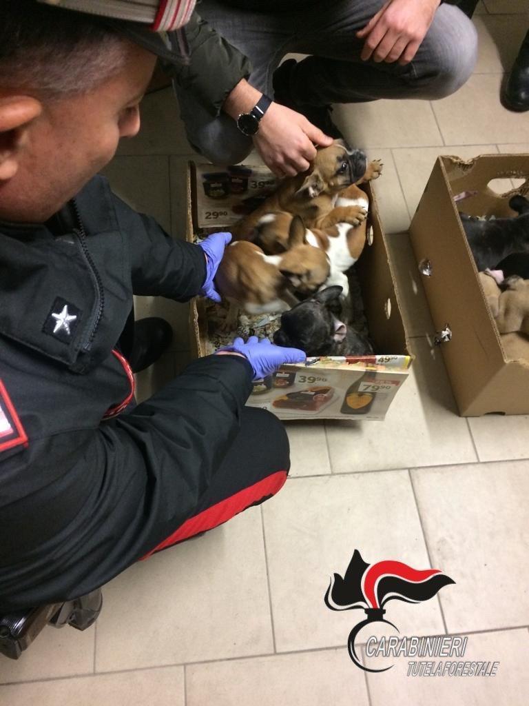 Parte dei cuccioli di cane salvati dai carabinieri forestali