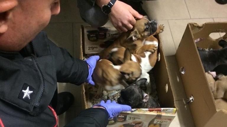 Parte dei cuccioli di cane salvati dai carabinieri forestali