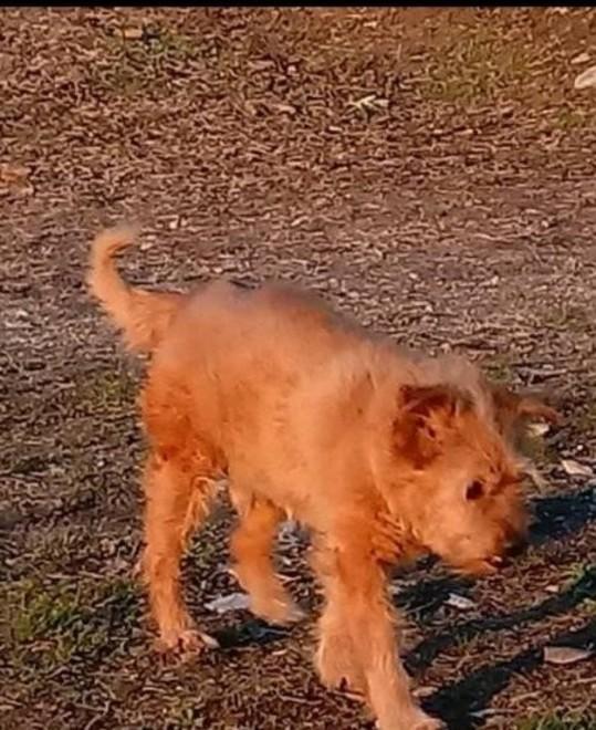 Sparito il cane che attende la bambina fuori da scuola