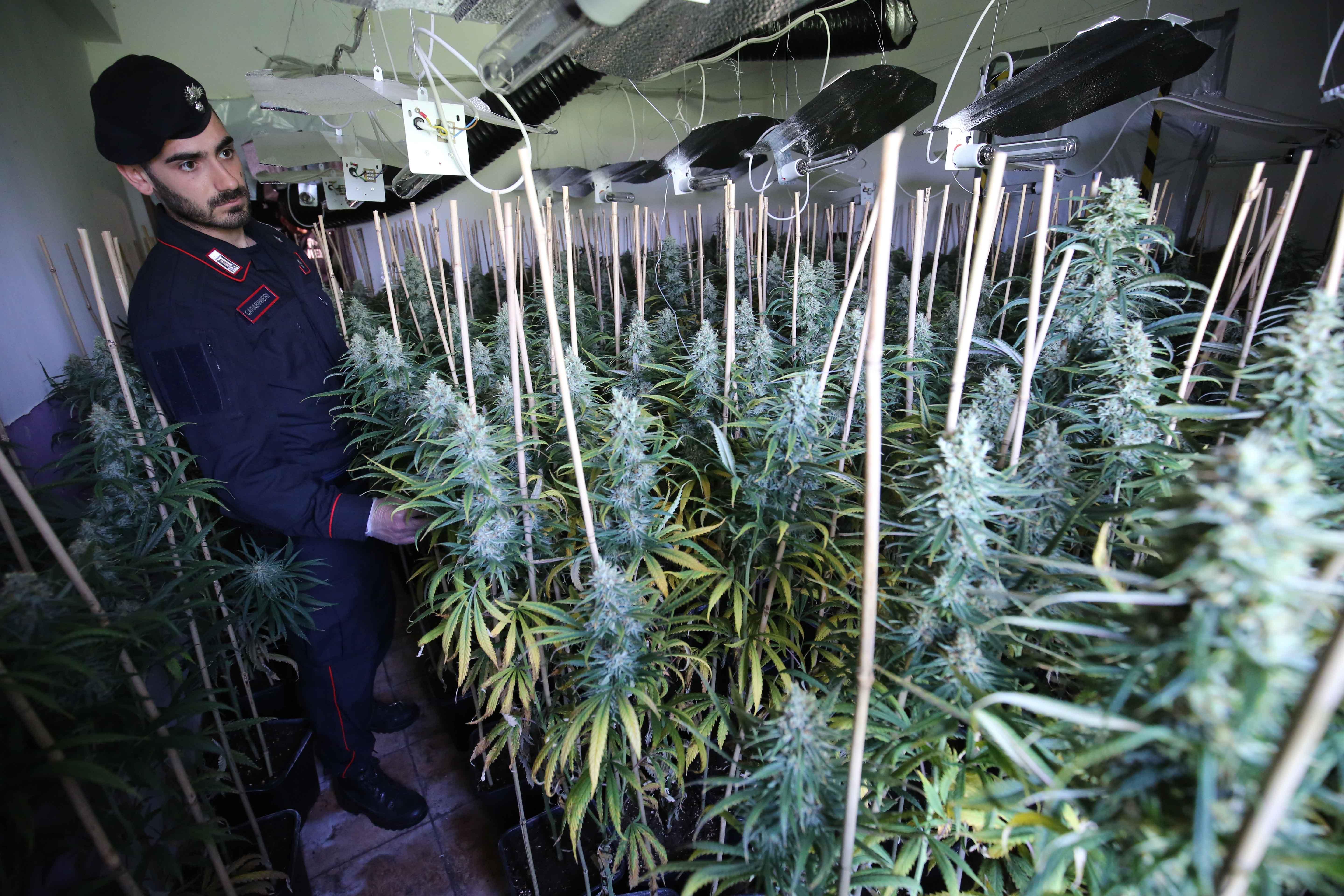 Le piante di marijuana sequestrate dai carabinieri nel cascinale di Novellara