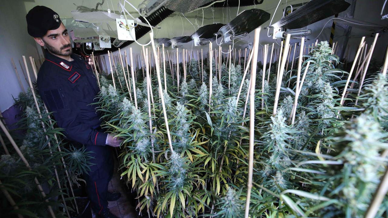 Le piante di marijuana sequestrate dai carabinieri nel cascinale di Novellara