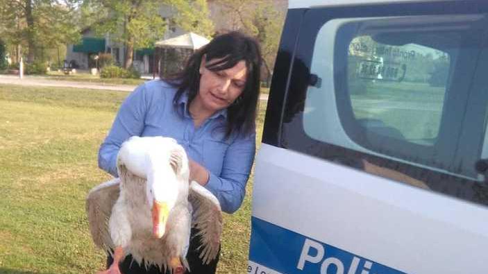 L'ca investita e salvata dalla polizia locale