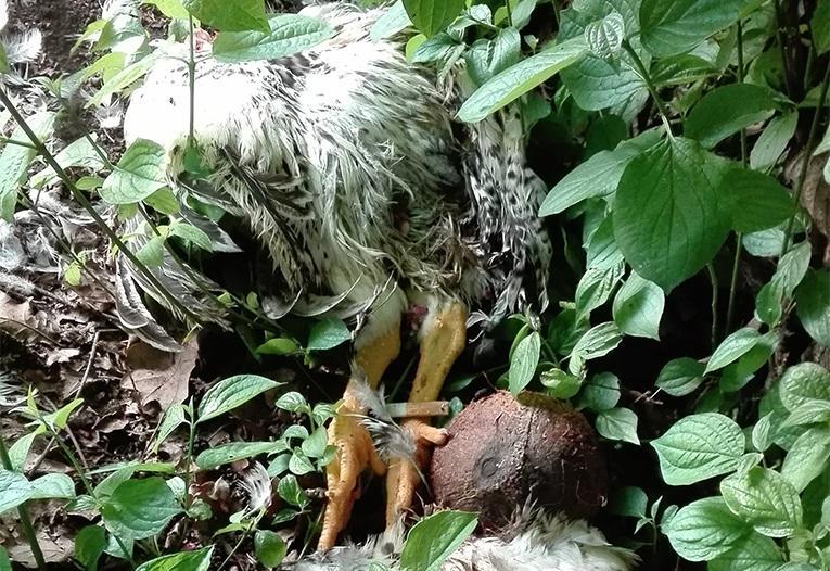 Reggio Emilia, due polli decapitati dentro al parco a fianco dell’asilo: «Sono riti woodoo» 