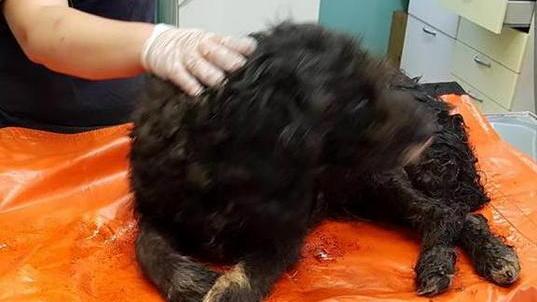 Animal Project: «Ancora senza un pronto soccorso veterinario»