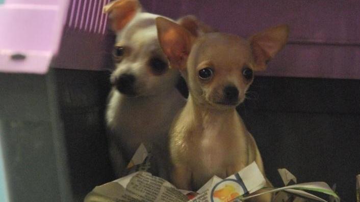Traffico di cuccioli di cani pregiati Indagato un 44enne grossetano