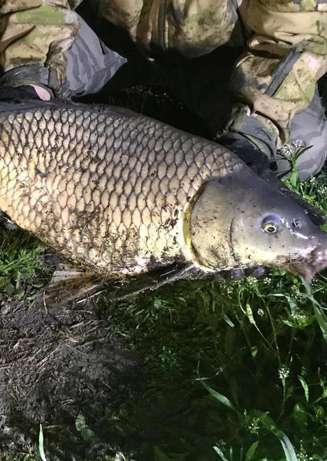 Azione contro i bracconieri Liberate carpe per 400 chili