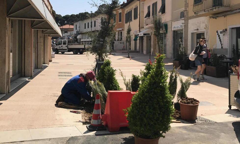 Piante in via Fucini