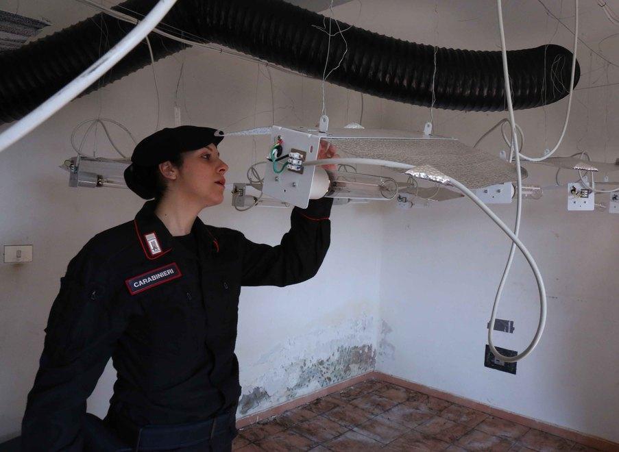 La fabbrica di marijuana era nel cascinale Cinese arrestato, sequestrate 870 piante 